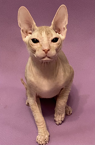 Don sfinksa (1 foto no 2)