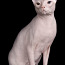 Donskoy sphynx (foto #1)