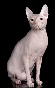 Donskoy sphynx