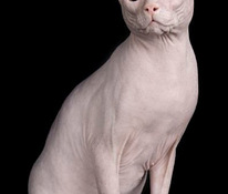 Donskoy sphynx