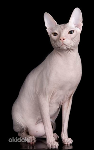 Donskoy sphynx (foto #1)