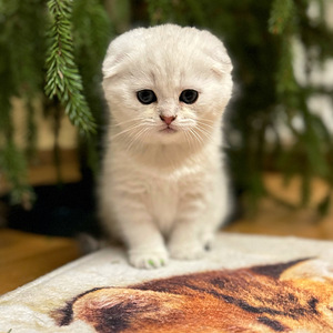 Скоттиш-фолд (4 фото из 5)