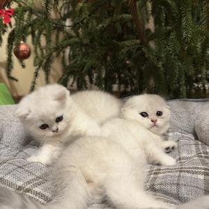 Скоттиш-фолд (5 фото из 5)