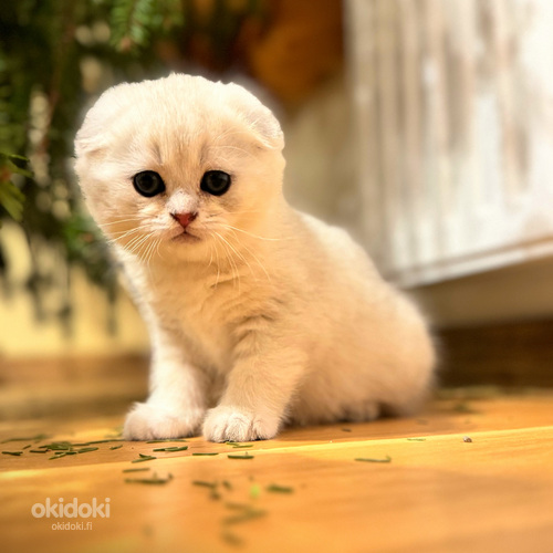 Scottish fold (valokuva #1)