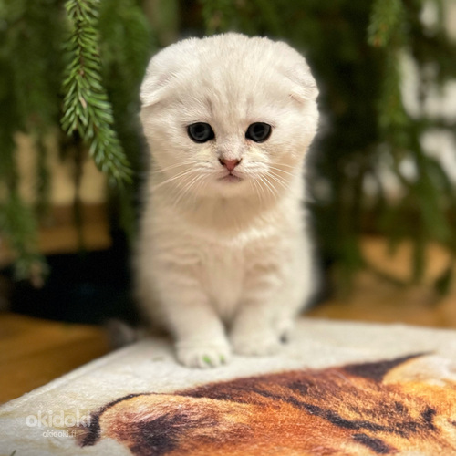 Scottish fold (valokuva #3)