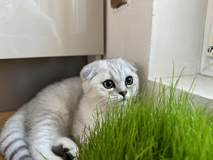 Scottish fold (8 valokuva sivusta 9)