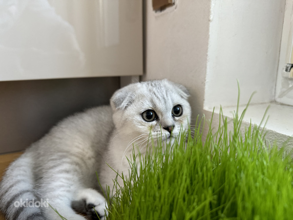 Scottish fold (valokuva #8)