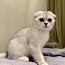 Scottish fold (valokuva #1)