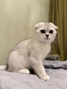 Scottish fold