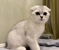 Scottish fold