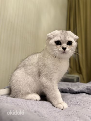 Scottish fold (valokuva #1)