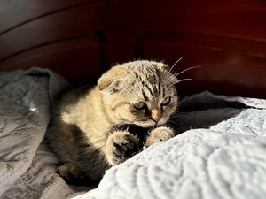 Scottish fold (7 valokuva sivusta 9)