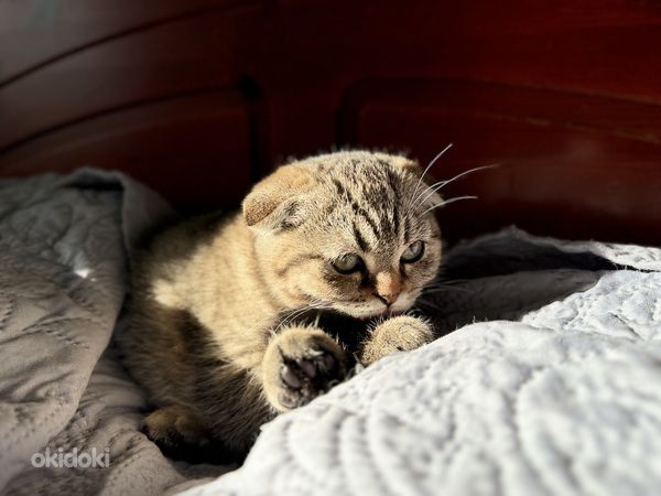 Scottish fold (valokuva #7)