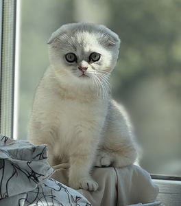 Müüa võluv hõbedane Scottish Fold kassipoeg (poiss)!