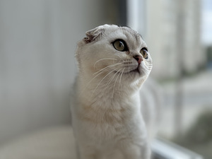 Müüa võluv hõbedane Scottish Fold kassipoeg (poiss)! (8 foto / 8)