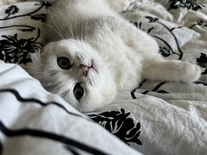Adorable Scottish Fold Kittens Looking for Loving Homes (4 valokuva sivusta 7)