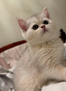 Scottish kittens