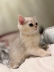Scottish kittens (3 valokuva sivusta 10)