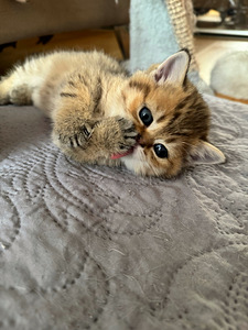 Scottish (1 valokuva sivusta 10)