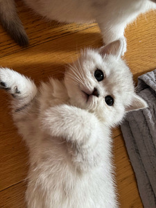 Scottish (9 valokuva sivusta 10)