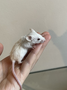 Мышь Mus Musculus Domestica (1 фото из 8)