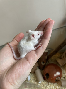 Мышь Mus Musculus Domestica (5 фото из 8)
