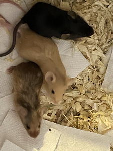 Мышь Mus Musculus Domestica (8 фото из 8)