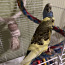 Müüa lainelisi papagoisid (foto #2)