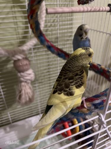 Müüa lainelisi papagoisid (foto #2)