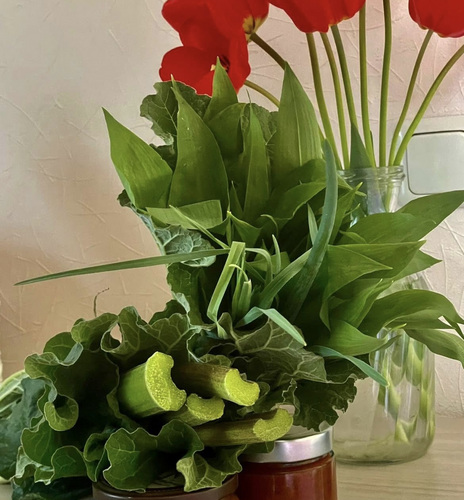 Продам ревень,зеленый лук,мяту со своего участка.