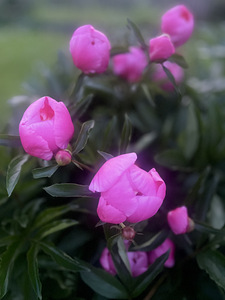 Pojengid. (1 foto / 4)