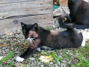 Kassipojad (1 foto / 6)