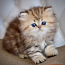Персидский котенок (фото #1)