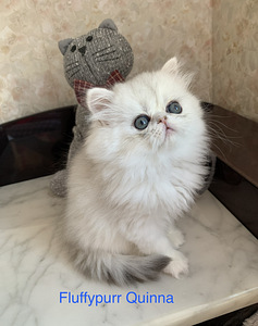 Персидский котенок (1 фото из 3)