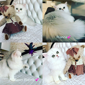 Персидский котенок (1 фото из 1)