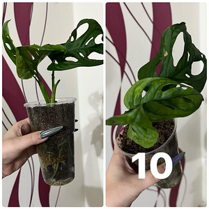 Monstera adansonii (мини-монстера) (3 фото из 3)