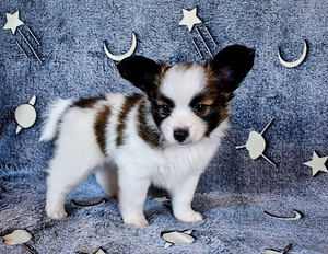 Papillon puppies (4 foto / 9)