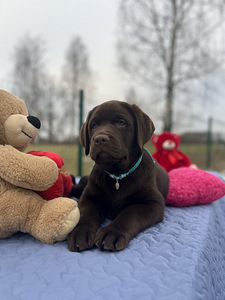 Labrador (3 foto / 10)