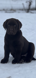 Labrador (8 foto / 10)