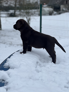 Labrador (9 foto / 10)