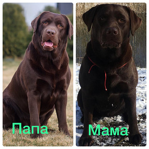 Labrador (10 foto / 10)