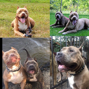 American bully XXL (1 foto / 8)