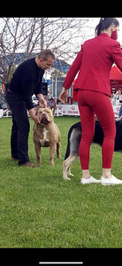 American bully XXL (7 foto / 8)