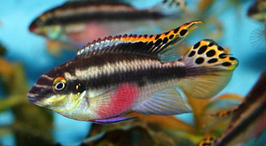 Pelvicachromis pulcher (papagoid) (1 foto / 1)