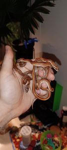 Маисовый полоз (corn snake)