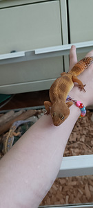 Leopardgekko