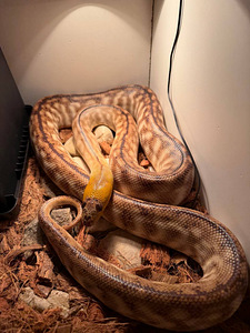 Austraalia püüton (Woma) (1 foto / 2)