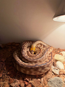 Austraalia püüton (Woma) (2 foto / 2)