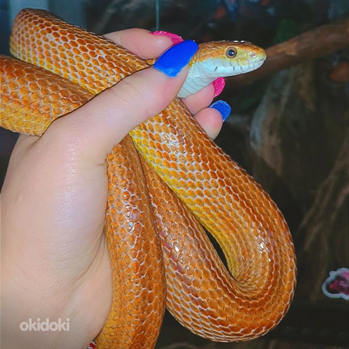 Маисовый полоз