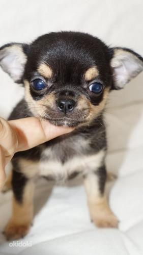 Chihuahua kutsikad (foto #1)